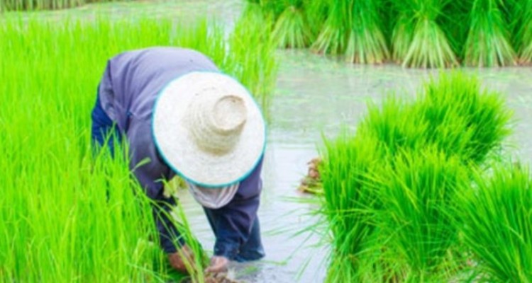 کاهش ۴۰ درصدی کشت برنج در شهرستان سیروان