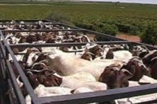 کشف ۶۷۳ رأس دام قاچاق در دهلران