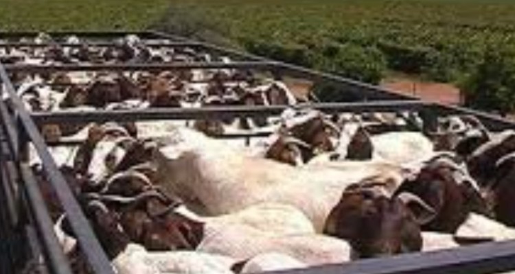 کشف ۶۷۳ رأس دام قاچاق در دهلران