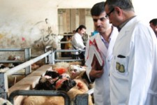 استقرار گروه های نظارتی دامپزشکی استان در ۵ شهرستان محل زوار اربعین