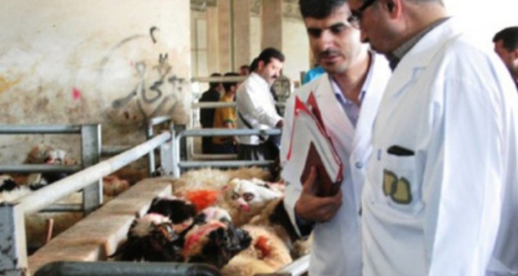 استقرار گروه های نظارتی دامپزشکی استان در ۵ شهرستان محل زوار اربعین