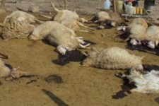 تلف شدن گله گوسفند در تند باد شدید بدره