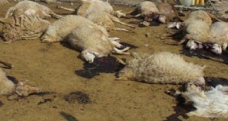 تلف شدن گله گوسفند در تند باد شدید بدره