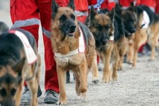 اعزام سه تیم جستجو و سگ های زنده یاب به محل حادثه ریزش کوه سیمره