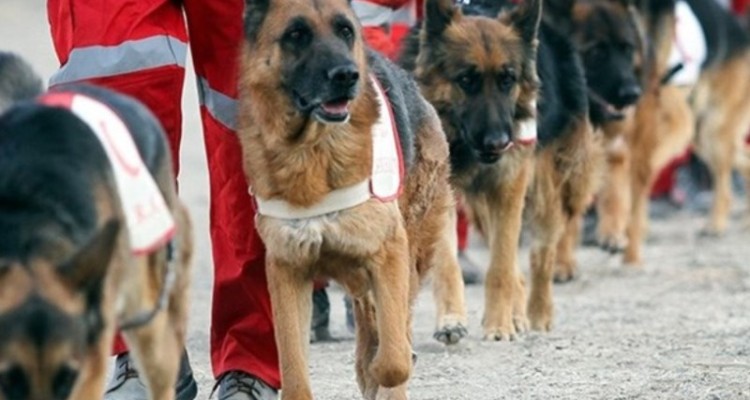 اعزام سه تیم جستجو و سگ های زنده یاب به محل حادثه ریزش کوه سیمره