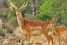 ۷۰۰ میلیون تومان اعتبار جهت ساخت انبار علوفه در سایت گوزن