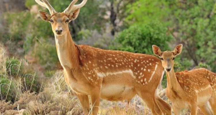 ۷۰۰ میلیون تومان اعتبار جهت ساخت انبار علوفه در سایت گوزن