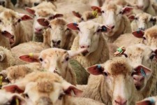 کشف ۲۲۰ رأس احشام قاچاق در مرز دهلران