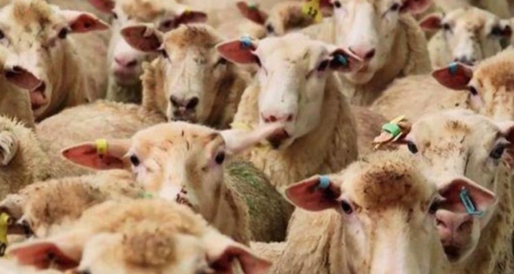 کشف ۲۲۰ رأس احشام قاچاق در مرز دهلران