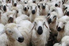 کشف 79 راس دام قاچاق و فاقد مجوز در شهرستان مهران