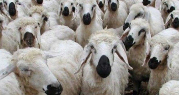 کشف 79 راس دام قاچاق و فاقد مجوز در شهرستان مهران