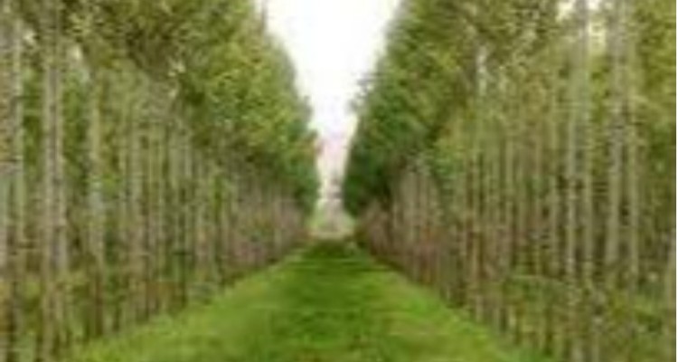 اجرای ۸۰ کیلومتر بادشکن زنده در حاشیه مزارع کشاورزی ایلام