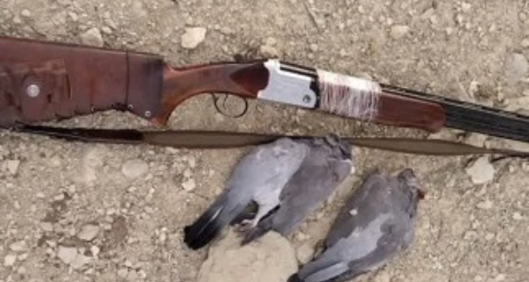 دستگیری متخلف شکار غیر مجاز پرندگان در شهرستان ایلام