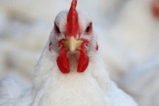 کشف 5 تن مرغ زنده قاچاق در «هلیلان»