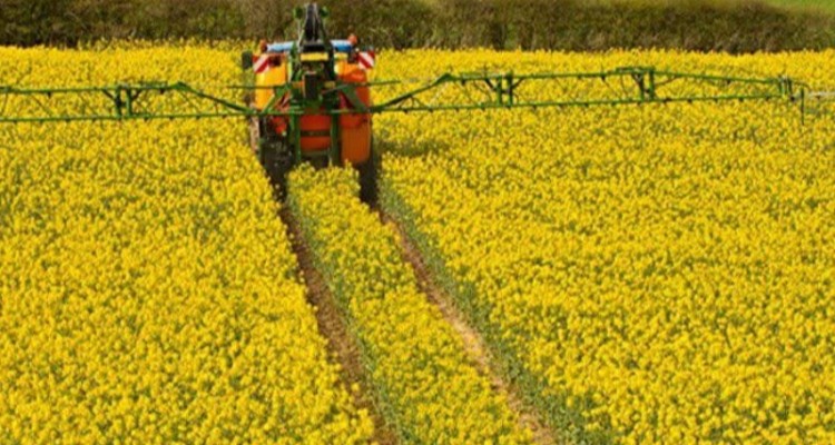خریداری بیش از 20 هزار تن کلزا از کشاورزان ایلامی/ ثبت رکورد تولید کلزا در ایلام