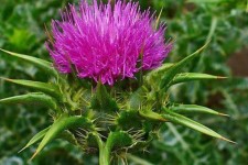 «کرکول» گیاهی با خواص درمانی بسیار