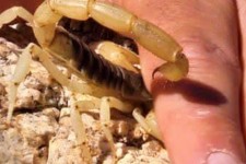 نجات جان مصدوم 40 ساله از عقرب گزیدگی در دهلران