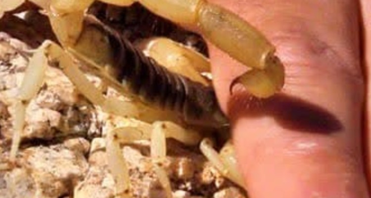 نجات جان مصدوم 40 ساله از عقرب گزیدگی در دهلران