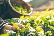 200 تن گیاه دارویی در ایلام برداشت شد