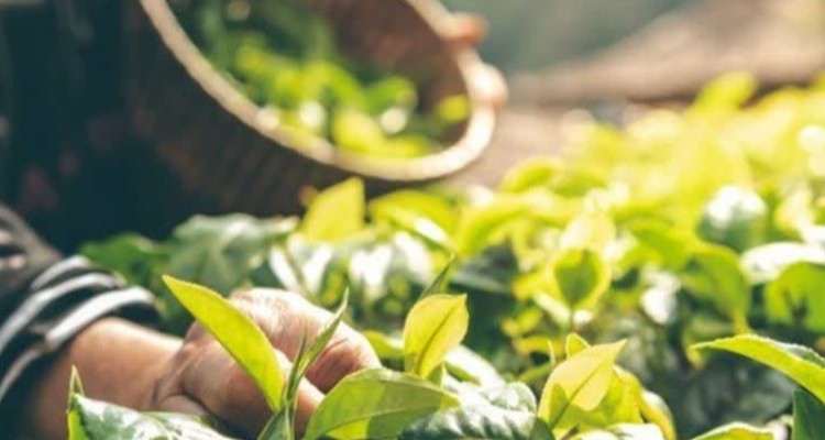 200 تن گیاه دارویی در ایلام برداشت شد