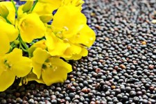 برداشت کلزا در ایلام رکورد زد