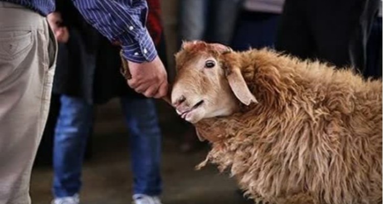 ذبح بیش از یک هزار راس دام قربانی در ایلام