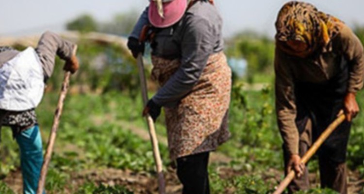 خودکفایی 303 مددجوی دهلرانی با دریافت تسهیلات اشتغال