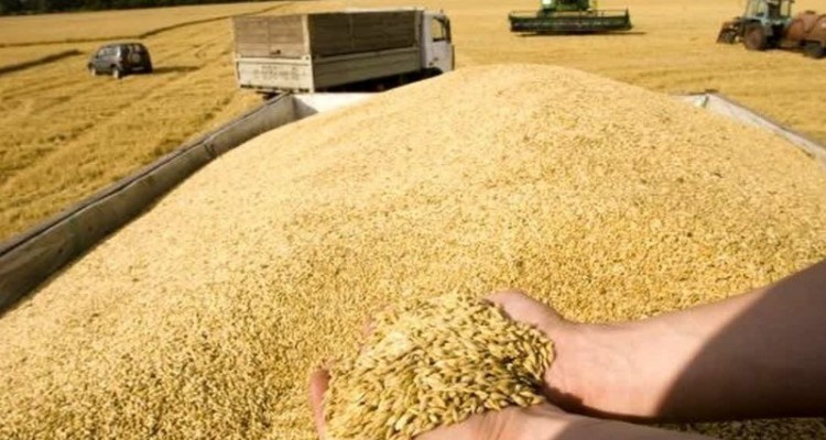 پرداخت 96 درصد مطالبات گندم کاران استان