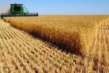 بیش از 427 هزار تن گندم در استان تولید شد