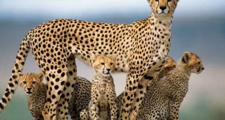 52 گونه حیات وحش در ایلام تیمار و رهاسازی شدند