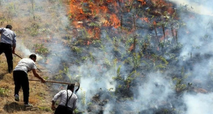 123 هکتار از اراضی کشاورزی استان طعمه حریق شد