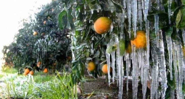 بروز یخ زدگی در مزارع شهرهای سردسیر استان ایلام