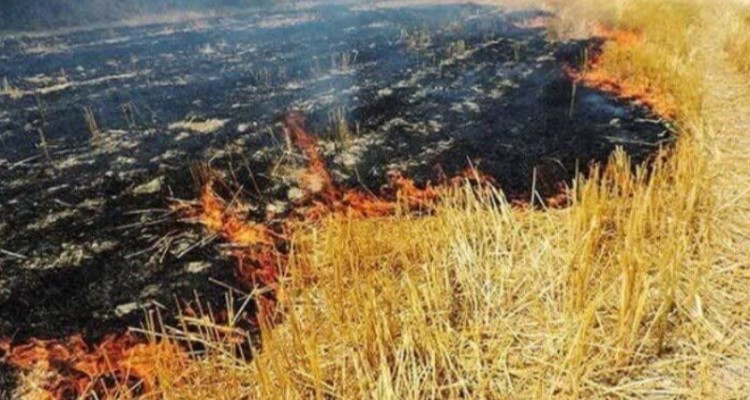 65 هکتار از اراضی تحت مدیریت محیط زیست ایلام امسال طعمه حریق شد