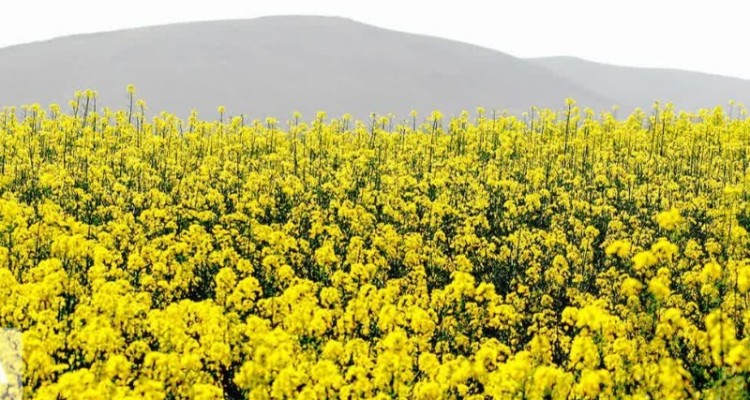 پیش بینی برداشت 26 هزار تن کلزا در ایلام