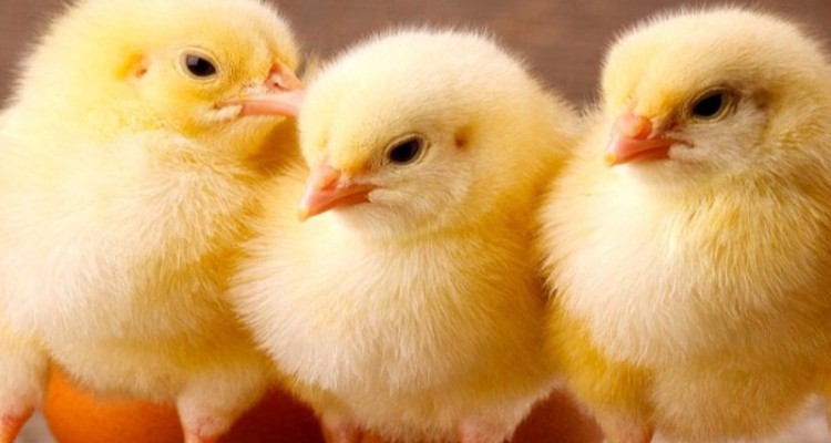 جوجه ریزی 10 میلیون قطعه ای در ایلام