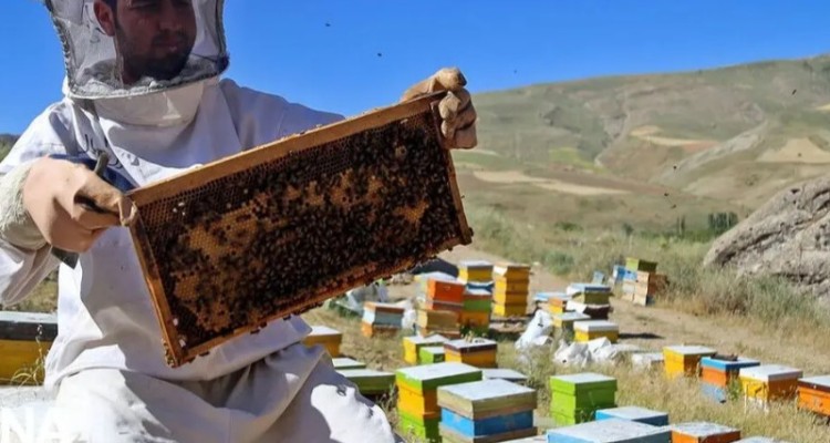 تولید سالانه 1500 تن عسل در ایلام