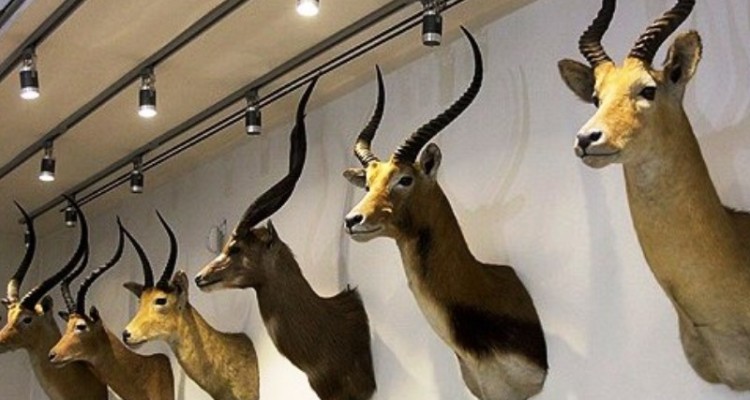 2700 نفر از موزه تاریخ طبیعی ایلام بازدید کردند