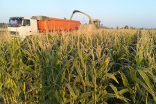 افزایش ۱۰۰ درصدی تولید و برداشت ذرت علوفه‌ای در ایلام