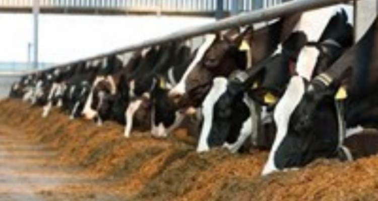 افزایش ۱۰ درصدی تردد وسایل نقلیه در محورهای مواصلاتی ایلام