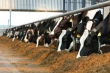 راه اندازی مرکز اصلاح نژاد دام سنگین توسط جهاد دانشگاهی استان ایلام