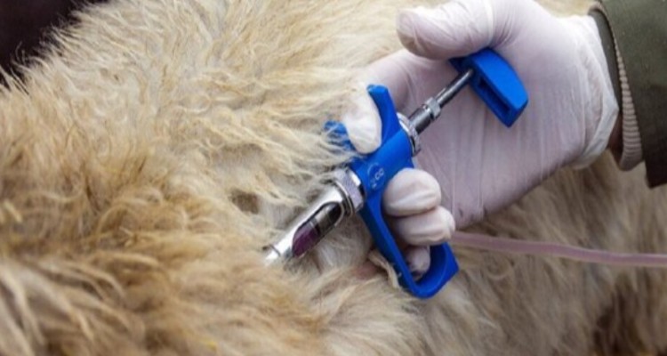 اجرای یازدهمین مرحله واکسیناسیون علیه بیماری ویروسی نیوکاسل در استان ایلام