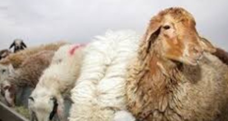 کشف 72 راس احشام فاقد مجوز در شهرستان هلیلان