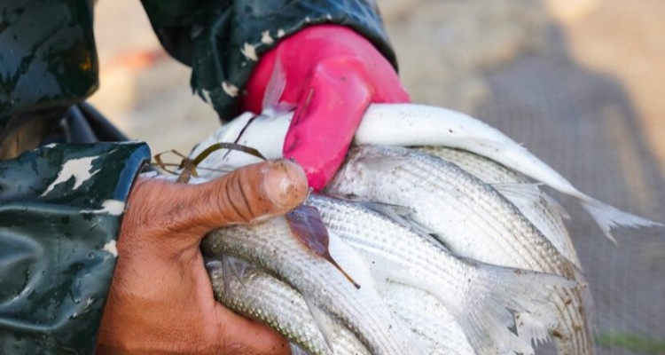 صیاد غیرمجاز ماهی در هلیلان دستگیر شد