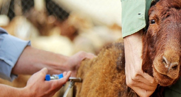 ایمن سازی بیش از 8 میلیون راس دام در ایلام