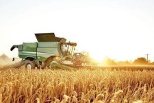 پیش بینی برداشت ۲۸۰ هزار تن گندم در استان ایلام