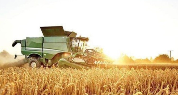 پیش بینی برداشت ۲۸۰ هزار تن گندم در استان ایلام