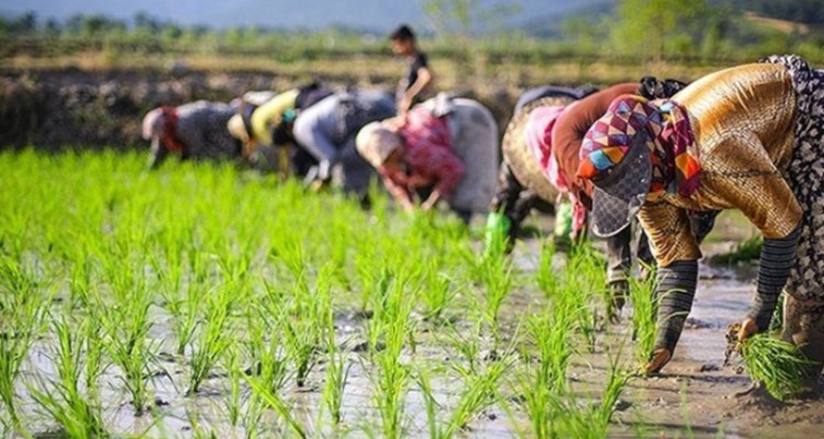 کشت برنج در ایلام ممنوع شد
