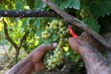 برداشت نزدیک به 3 هزار تن انگور از باغات شهرستان چرداول