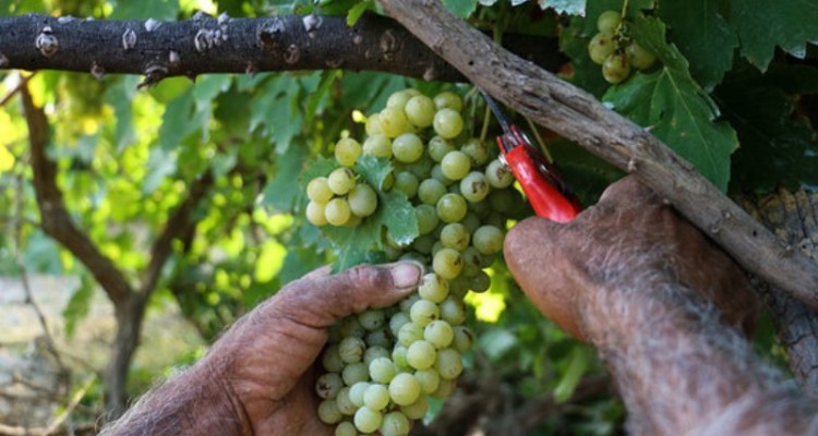 برداشت نزدیک به 3 هزار تن انگور از باغات شهرستان چرداول