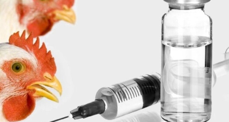 تزریق بیش از 25 میلیون دوز واکسن در مزارع مرغداری ایلام